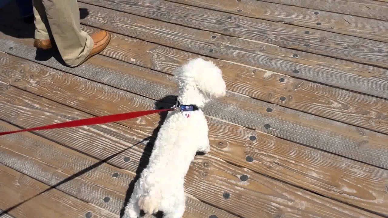 Dog Struts Down Boardwalk Buddy does Laguna Beach YouTube