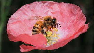 Удивительная жизнь пчёл | 1 час на пасеке | Макросъёмка 4К