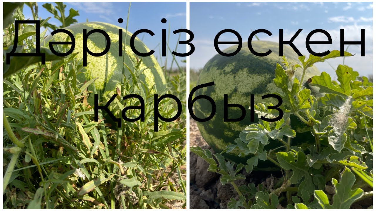 Дәрісіз өскен қарбыз