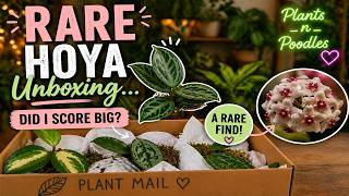 🌿 Rare Hoya Unboxing… Did I Score Big? 👀