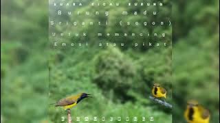 Suara burung madu sriganti (sogon) untuk memancing emosi atau pikat burung liar