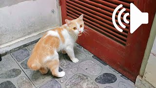 1 HOUR REAL CAT IN HEAT MEOWING MATE CALLING  PRANK YOUR PETS