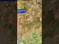 Fall Foliage Flop? Why Leaf Colors Are Muted This Year