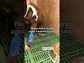 Kate’s Struggle: A Heartbreaking Journey of Hope and Love 💔🐶