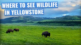 Where to see Wildlife in Yellowstone National Park! [7 Great Spots!]