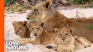 Lion Pride Hunts For Cubs | Predator Perspective | Love Nature