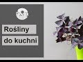 Rośliny do kuchni. 10 kwiatów doniczkowych, które sprawdzą się w kuchennych warunkach