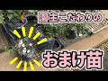 園主こだわり！おまけのマイクロミニバラ/種類/育て方/裏話など
