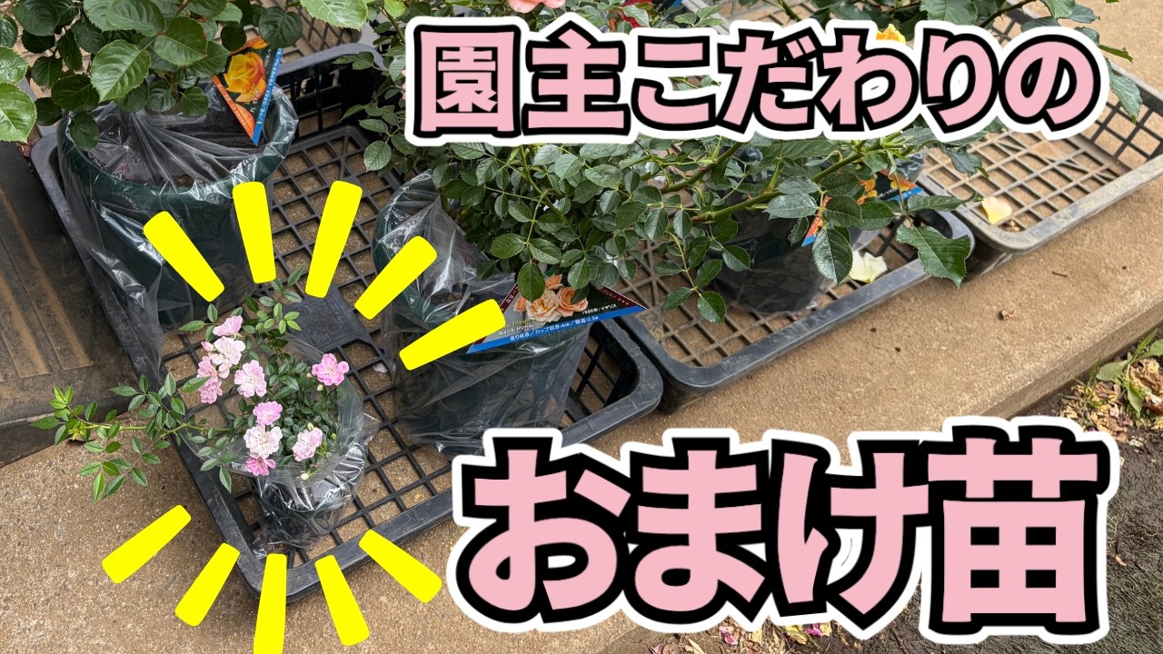 園主こだわり！おまけのマイクロミニバラ/種類/育て方/裏話など - YouTube
