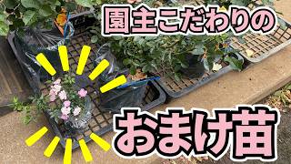 園主こだわり！おまけのマイクロミニバラ/種類/育て方/裏話など - YouTube