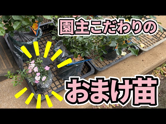 園主こだわり！おまけのマイクロミニバラ/種類/育て方/裏話など - YouTube