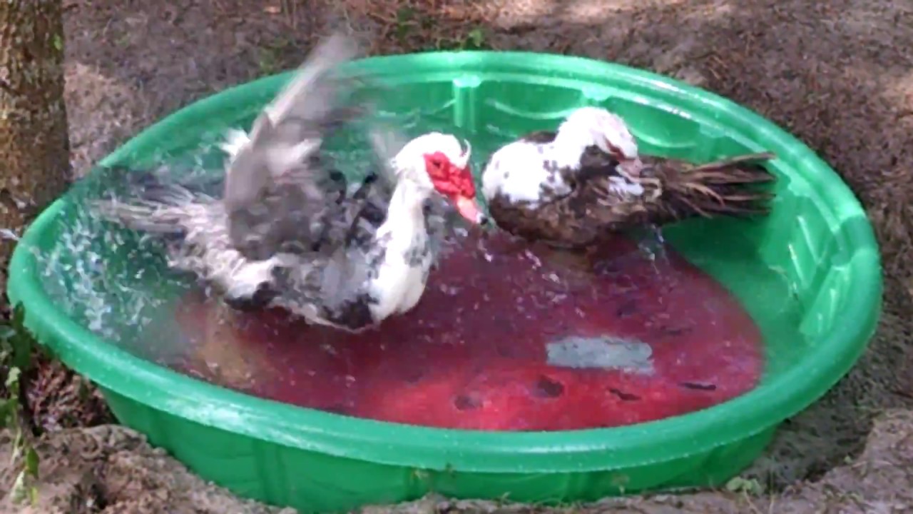 New Animals Name Reveal