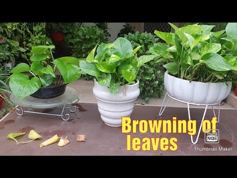 Money Plant leaves Yellowing/Browning/Black spots//Reasons u0026 Solutions