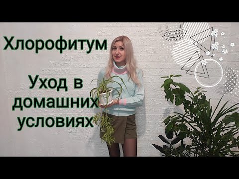 Хлорофитум. Уход в домашних условиях. Неприхотливый сад