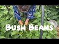 A Guide to Bush Beans | The Permaculture Pantry