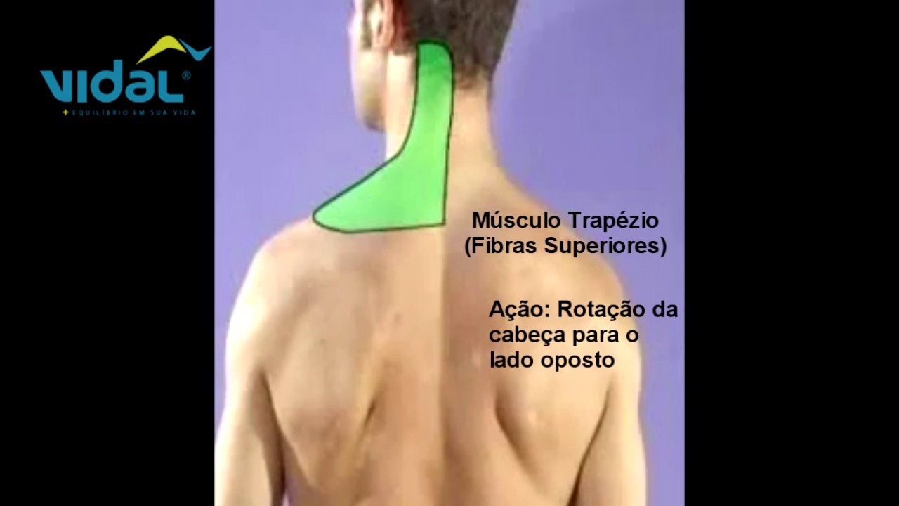Origem E Insercao Do Trapezio Muscle Anatomy Bodyworks Prime
