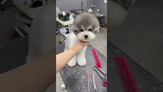 POODLE'S ADORABLE FACELIFT REACTION #puppy #dog #puppygrooming #shorts