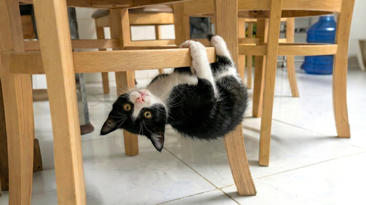 Funny & Cute Cat Moments  😹 | You Can’t Stop Laughing – Funny Chaos 2026 🐾