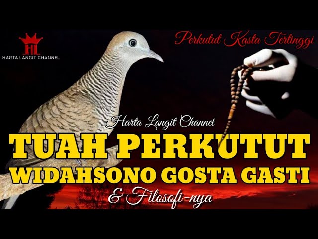 Ciri u0026 Mitos Perkutut Widahsana Gasta Gasti ( WGG ) class=