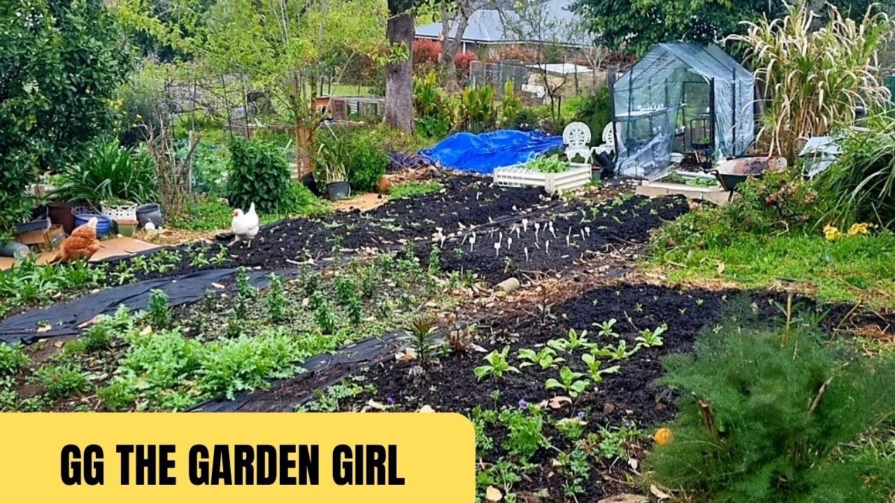 Cut Flower Beds Update • Extending The Vase Life Of Icelandic Poppies