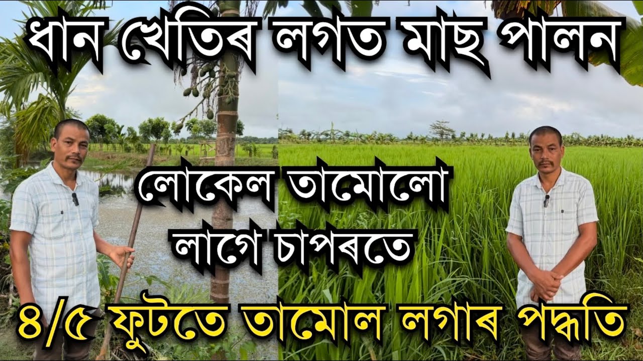 ৪/৫ ফুটতে তামোল লগাৰ পদ্ধতি। ধান খেতিৰ লগত মাছ পালন Fish cum Paddy  Farming in Assam #farming #farm 