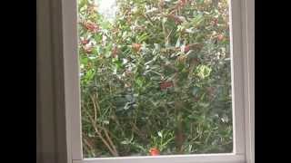 Cardinal vs. Window