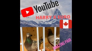 Leo Heremans EURO LINE