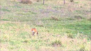 Fox Whistles Glen Innes _ Edited by PR Photography