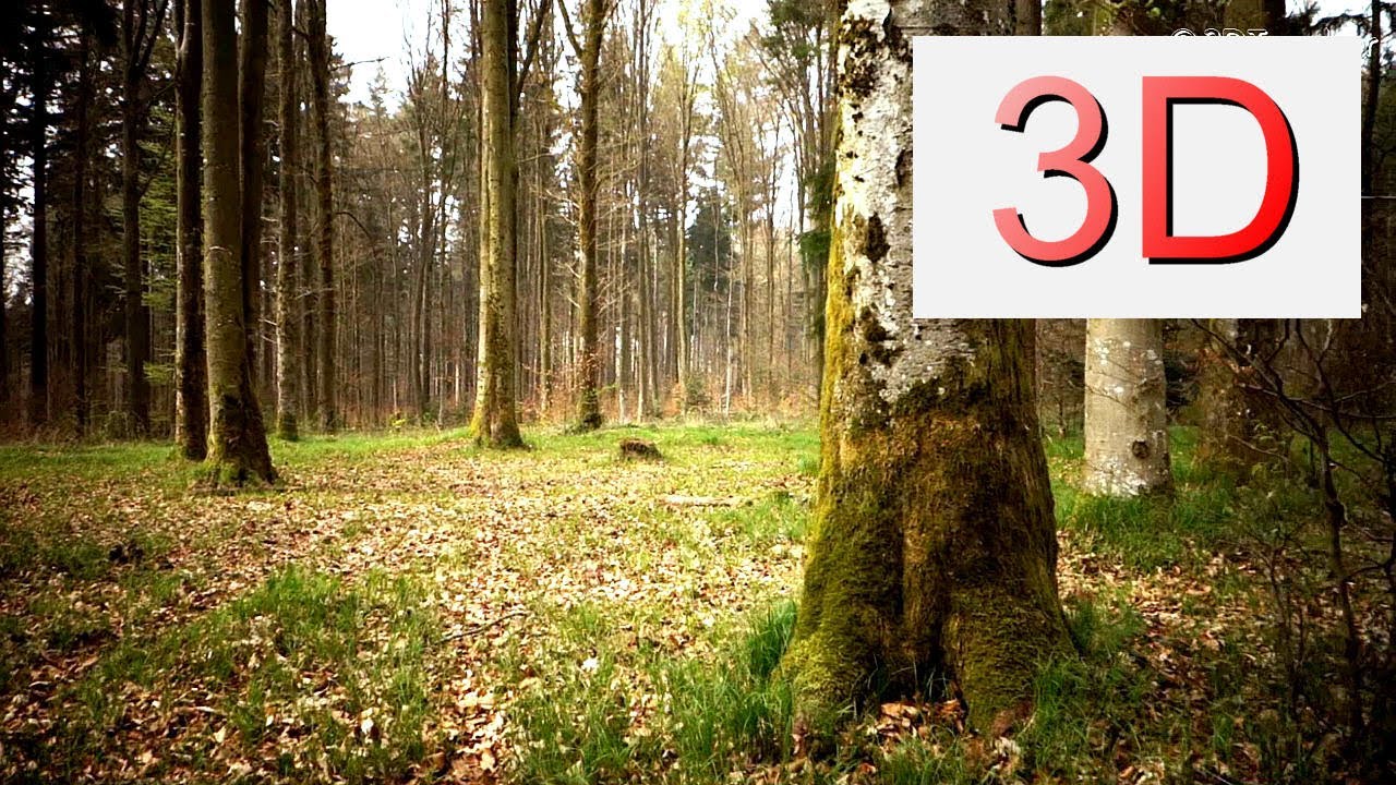 springboard Ultra HD 3D Film: MARCH FOREST WALK (4K Resolution)
