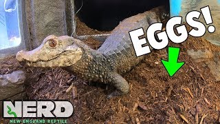 OUR DWARF CAIMAN JASMINE LAID HER EGGS! DID SHE BREAK THE RECORD?