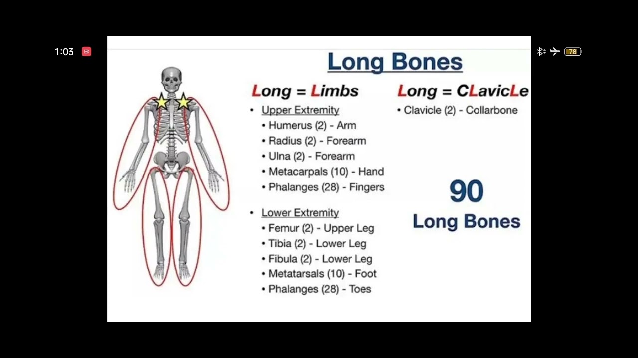Bone // type of bone in human body // total bone // short bone // long bone // bone in hindi