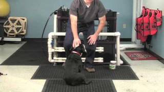 Sit to Stand Exercise: A Rehabilitation Technique for your Dog