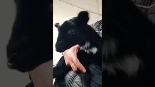 Little#baby ❤️#lamb #cute #sound #bleat#adoreble @naxBiggio74MEF3
