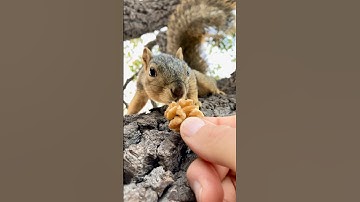 The Fancy Tail Baby Squirrel gets his close up in slow motion #animals #new #model #photography #fyp