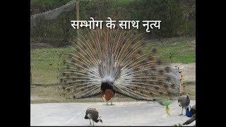 mating dance of peacock and peahen||मोर मोरनी का संपूर्ण मिलन।।