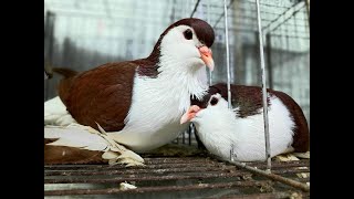 Lahore Pigeon's | Zamzam Pigeon house | Pigeon's Bangladesh|