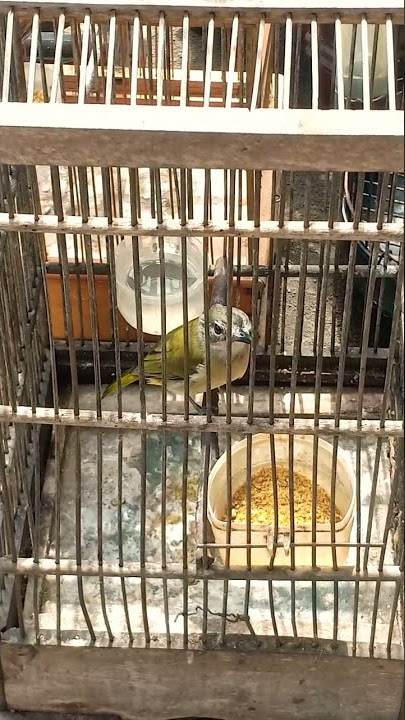 kacilan mas/bimoli muda belajar nyuit