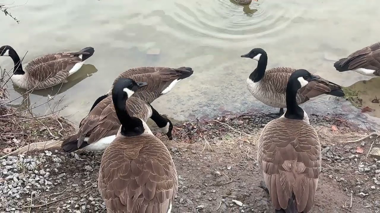 Geese on the Pond, Nature Sounds, Calming and Relaxing!