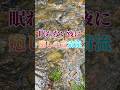 眠れない夜に癒しの音清流#shorts #healing #清流#癒し#癒し動画