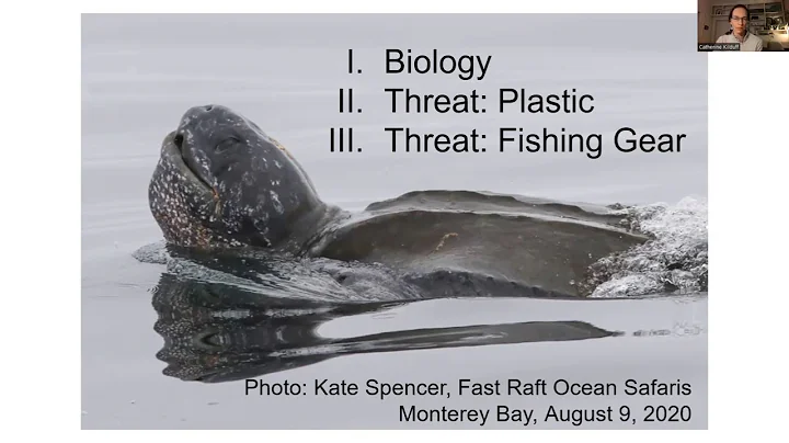 Zoom Webinar - Critically Endangered Leatherback S...