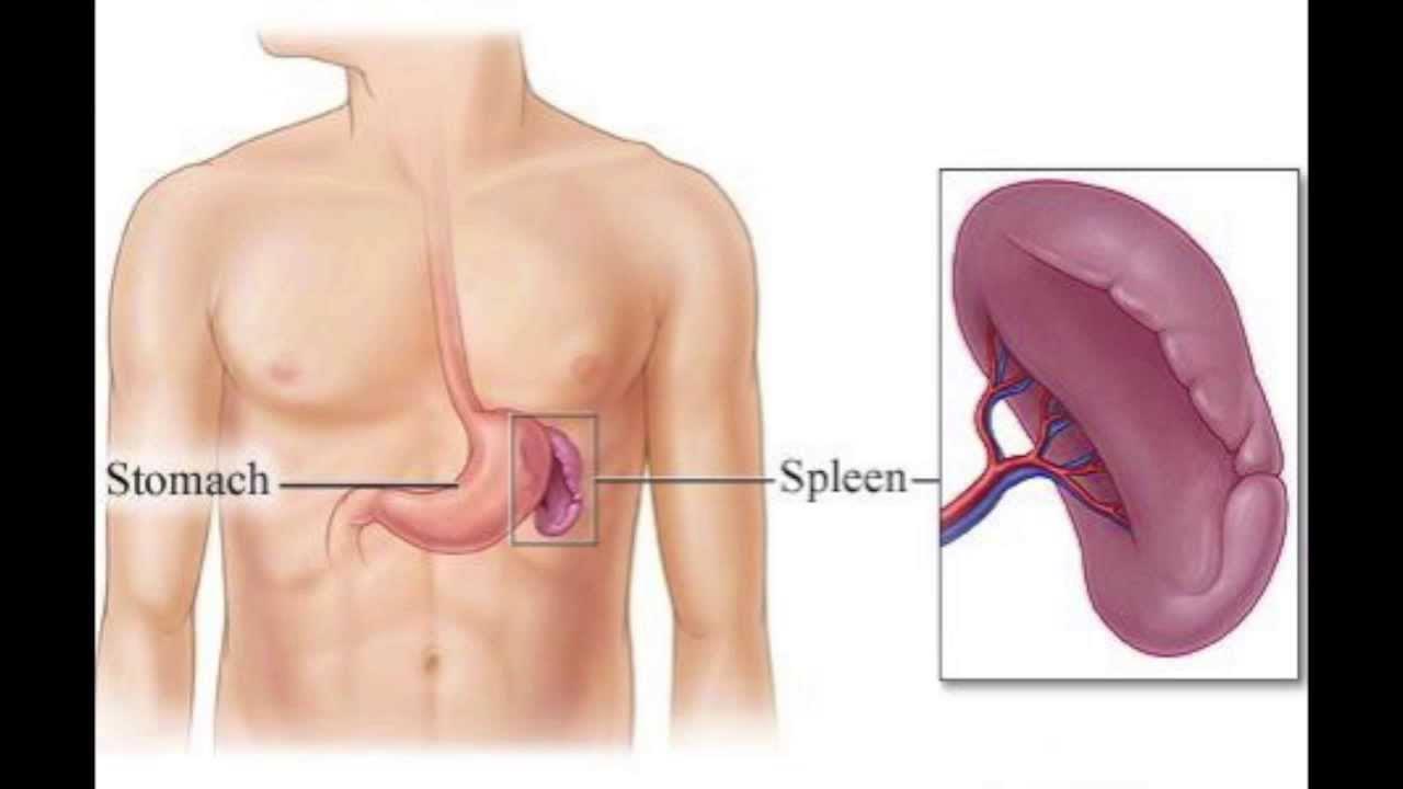 Переполнение селезенки. Селезенка расположение в организме. Где находится селезенка у человека.