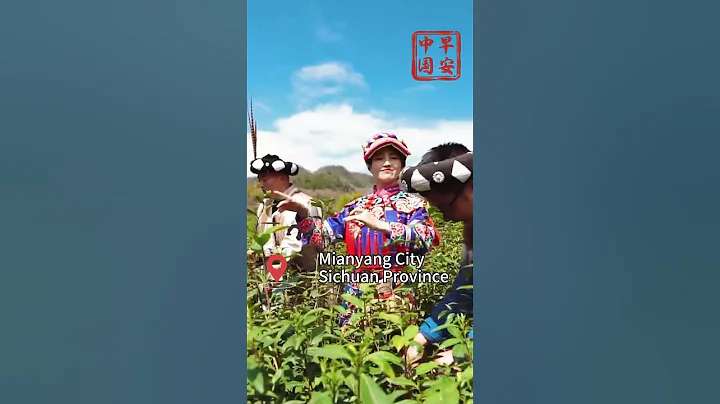 Savor tea in SW China’s Sichuan - DayDayNews