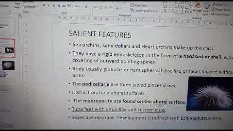 Phylum Echinodermata-Class Echinoidea