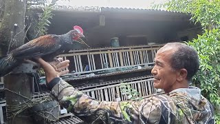 Belajar Cara Ternak Ayam Hutan Hijau Bersama Pak Waluyo