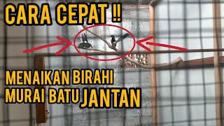 Cara Menaikan Birahi Murai Batu Jantan Agar Cepat Kawin