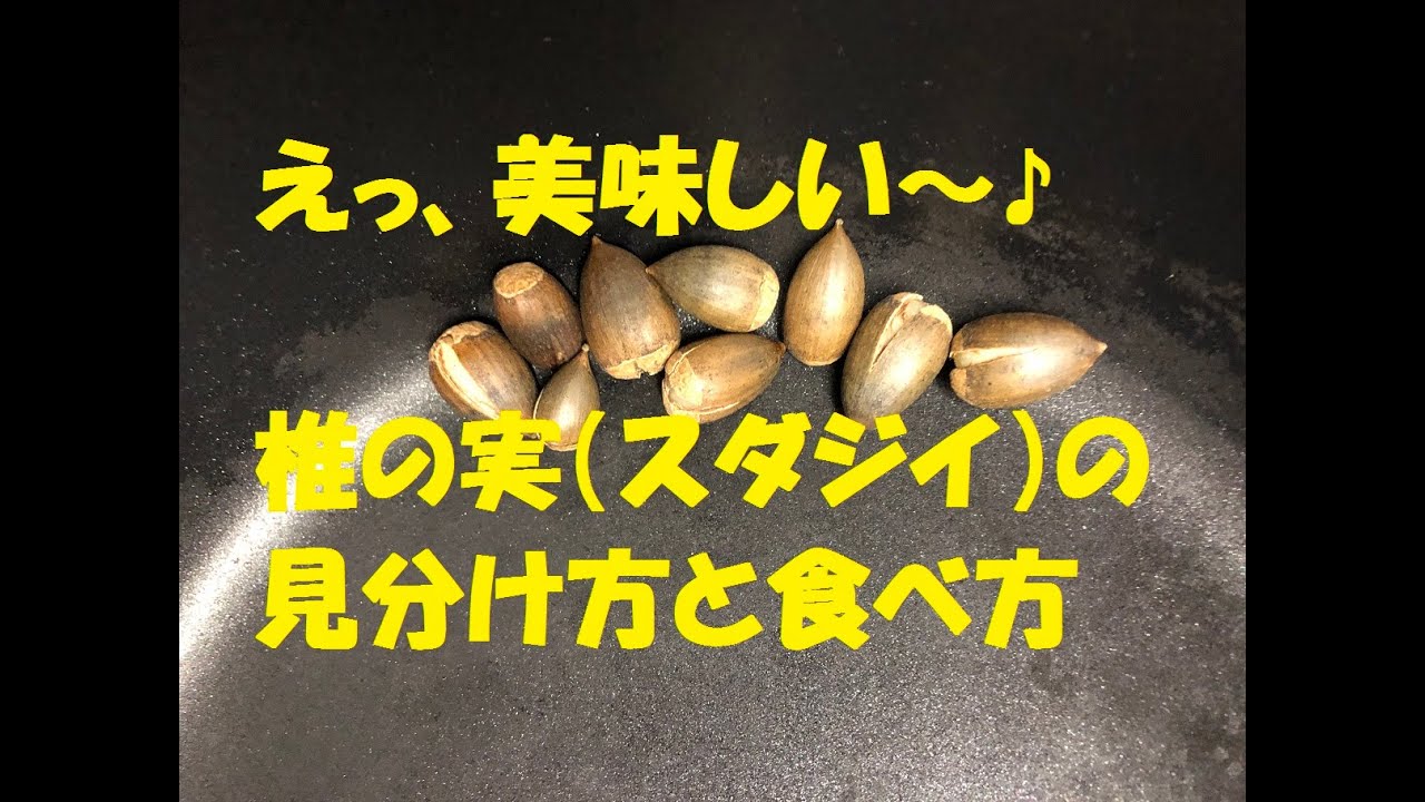 実は美味しい!椎の実の見分け方と食べ方 YouTube 実は美味しい!椎の実の見分け方と食べ方 YouTube