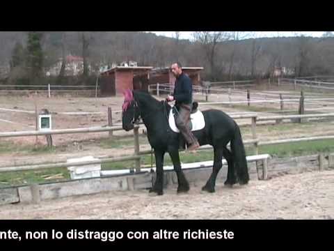 Video: Come Insegnare A Un Cavallo Il Dressage