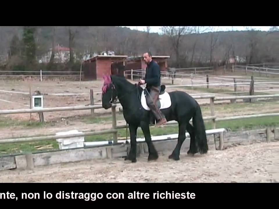 Francesco Vedani Equitazione - Insegnare il piaffe - piaffer  1 parte