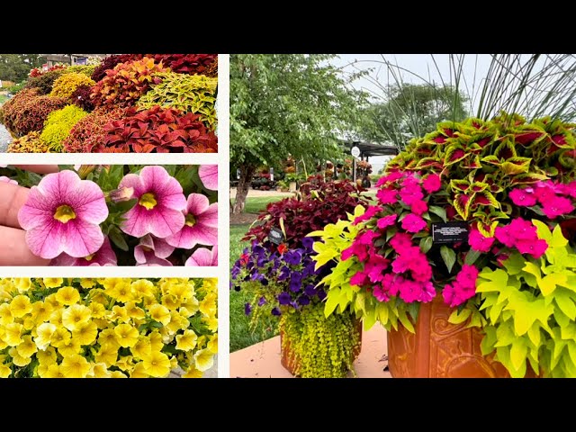 Visiting the Gardens at Ball… NEW VARIETIES of Annuals! - YouTube
