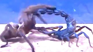 Tarantula vs Scorpion, a Centipede and even Snake! by THE MAGNUM 599 views 1 month ago 6 minutes, 12 seconds